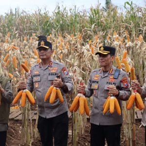 Kapolda Jatim dan Gubernur Panen Jagung di Green Farm Banyuwangi Penuhi Target Swasembada Pangan