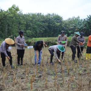 Dukung Ketahanan Pangan Nasional, Polres Madiun Gelar Tanam Raya Jagung Serentak Kuartal I di Geger