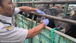 Jalani Prosedur Karantina Berlapis, Lalu Lintas Sapi dari Bali Dijamin Keamanan dan Kesehatannya
