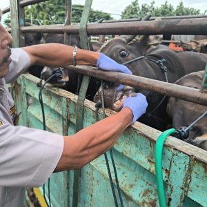 Jalani Prosedur Karantina Berlapis, Lalu Lintas Sapi dari Bali Dijamin Keamanan dan Kesehatannya