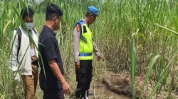 Kerangka Manusia Ditemukan di Perkebunan PTPN Pemalang, Polisi Lakukan Evakuasi