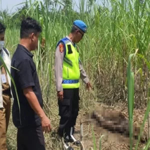 Kerangka Manusia Ditemukan di Perkebunan PTPN Pemalang, Polisi Lakukan Evakuasi