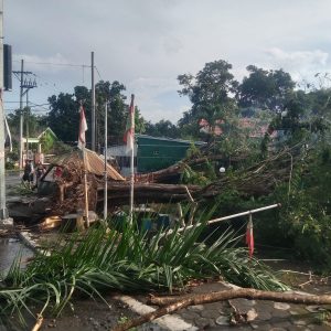 Angin Puting Beliung Dan Hujan Deras Tumbangkan Sejumlah Pohon dan Tiang Listrik di Cabang Kodim 1614 Dompu.