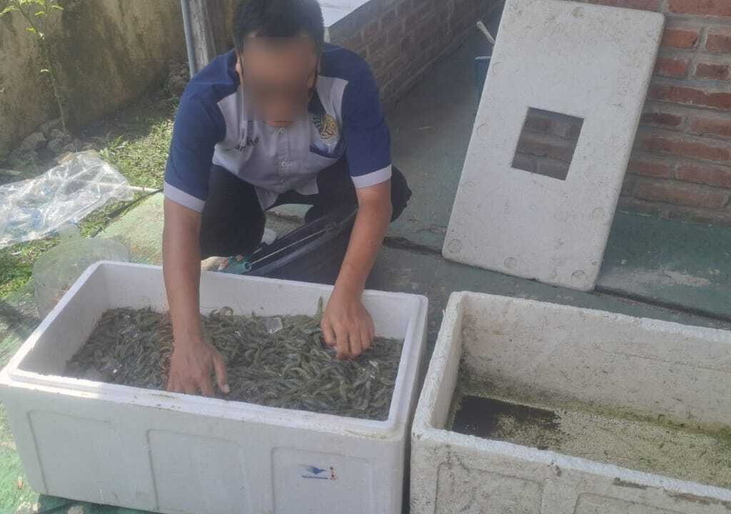 Panen 50 Kg Udang Vaname, WBP Lapas Pati Tunjukkan Keberhasilan Program Kemandirian