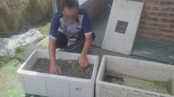 Panen 50 Kg Udang Vaname, WBP Lapas Pati Tunjukkan Keberhasilan Program Kemandirian