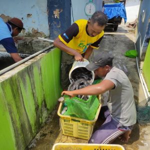 Panen Lele Membanggakan, Hasil Nyata Program Pembinaan