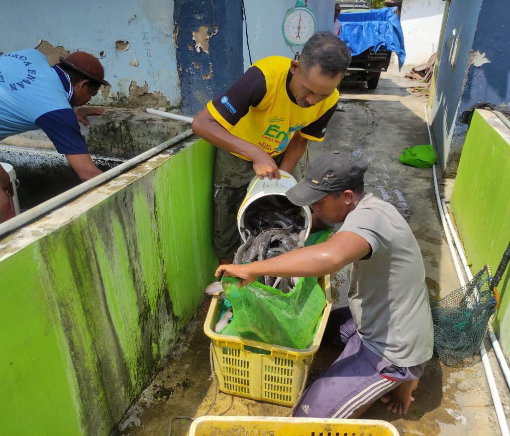 Panen Lele Membanggakan, Hasil Nyata Program Pembinaan
