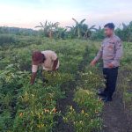 Anggota Polsek Kedamean Ikut Berperan Merawat tanaman Cabe di Desa Sidoraharjo.