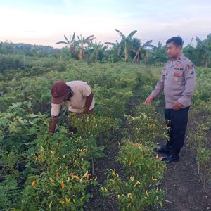 Anggota Polsek Kedamean Ikut Berperan Merawat tanaman Cabe di Desa Sidoraharjo.