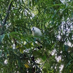 Burung Curik Bali Sebanyak 12 Ekor Dilepasliarkan