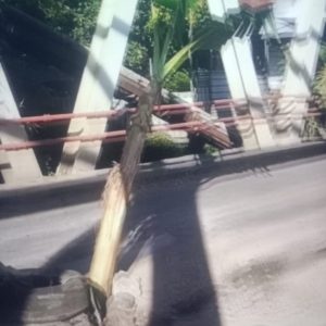 Jembatan Balibunga Dompu Rusak Berat, dan Sudah Tumbuhi Pohon Pisang, Kinerja PPK Pengawas Jalan Jembatan Negara Wilayah Dompu Bobrok.