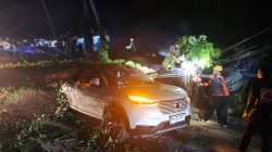 Pohon Mahoni Tumbang di Jalur Denpasar–Gilimanuk, Dua Mobil Rusak Tertimpa di Kediri Tabanan