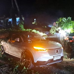 Pohon Mahoni Tumbang di Jalur Denpasar–Gilimanuk, Dua Mobil Rusak Tertimpa di Kediri Tabanan