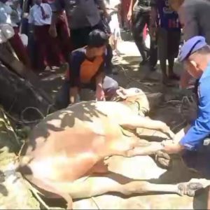 Polisi dan Warga Bersinergi Evakuasi Sapi Kurban yang Jatuh ke Sungai di Pemalang