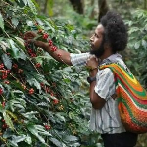 Moment Hari Buruh, PLN Peduli Bantu Kopi Tiom Papua Tembus Pasar Nasional dan Tingkatkan Penghasilan Petani
