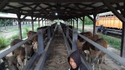 Karantina Bali Gagalkan Penyelundupan 25 Sapi Kurban ke Lampung