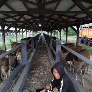 Karantina Bali Gagalkan Penyelundupan 25 Sapi Kurban ke Lampung
