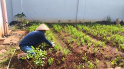 *Dukung Ketahanan Pangan Dari Balik Jeruji, Warga Binaan Lapas Pati Produktif Budidaya Kangkung*
