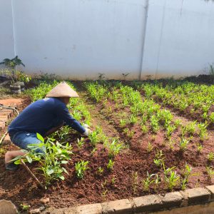*Dukung Ketahanan Pangan Dari Balik Jeruji, Warga Binaan Lapas Pati Produktif Budidaya Kangkung*