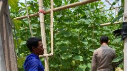 Bhabinkamtibmas Polsek Duduksampeyan turut andil Dalam kegiatan pertanian di Desa Sumengko