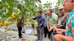 Wujudkan Ketahanan Pangan, PLN UIP JBTB Salurkan Bantuan Program TJSL untuk Petani Milenial Melon di Winong Boyolali