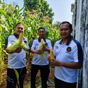 Lapas Kelas II B Pati Panen Jagung di lahan SAE (Sarana Asimilasi dan Edukasi)