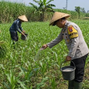 *Pak Bhabin Penggerak Ketahanan Pangan, Dampingi Petani Jagung di Kota Malang*