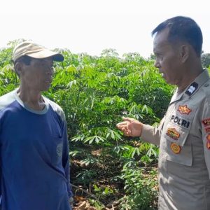 Tanaman Singkong Jadi Fokus Monitoring Polsek Ujungpangkah dalam Program Ketahanan Pangan