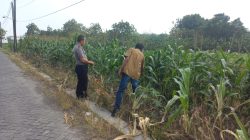 Polsek Cerme Intensifkan Monitoring Tanaman di Desa Morowudi untuk Mendukung Ketahanan Pangan Nasional