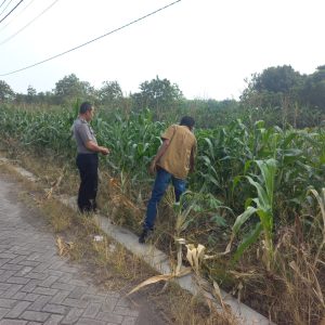 Polsek Cerme Intensifkan Monitoring Tanaman di Desa Morowudi untuk Mendukung Ketahanan Pangan Nasional