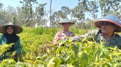 Polri Dukung Ketahanan Pangan, Anggota Polsek Panceng Cek Perkembangan Tanaman Cabai di Lahan LMDH Prupuh