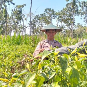 Polri Dukung Ketahanan Pangan, Anggota Polsek Panceng Cek Perkembangan Tanaman Cabai di Lahan LMDH Prupuh
