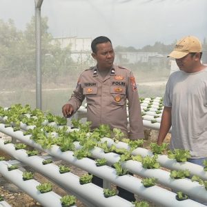 Kapolsek Sidayu Tinjau Tanaman Selada di Sukorejo, Dukung Program Ketahanan Pangan Nasional