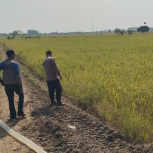Polsek Balongpanggang Monitoring Tanaman Padi, Wujud Dukungan Polri terhadap Ketahanan Pangan Nasional