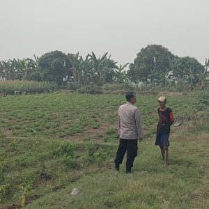 Polri Hadir di Tengah Petani, Polsek Sidayu Pantau Tanaman Cabai di Wadeng