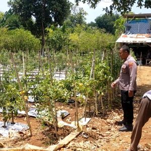Dukung Swasembada Pangan, Polsek Dukun Cek Perkembangan Tanaman Tomat di Tebuwung