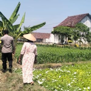 Polsek Benjeng Pantau Tanaman Kangkung untuk Dukung Ketahanan Pangan Nasional