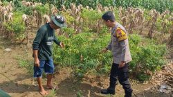 Polsek Driyorejo Pantau Tanaman Cabai di Desa Banjaran, Dukung Program Ketahanan Pangan Nasional