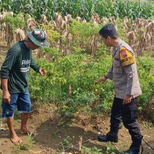 Polsek Driyorejo Pantau Tanaman Cabai di Desa Banjaran, Dukung Program Ketahanan Pangan Nasional