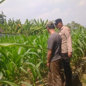 Polsek Balongpanggang Cek Tanaman Jagung di Kedungsumber, Dukung Swasembada Pangan Nasional