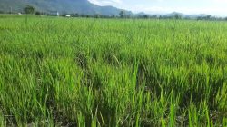 Petani Di So Tonda Cemas, MT.Padi Ke II Bakal Gagal Panen Karena Kekeringan, Pemda Dompu Tutup Mata