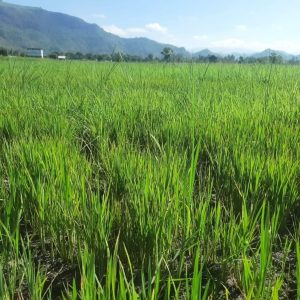Petani Di So Tonda Cemas, MT.Padi Ke II Bakal Gagal Panen Karena Kekeringan, Pemda Dompu Tutup Mata