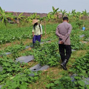Dukung Program Presiden RI, Polsek Wringinanom Pantau Perkembangan Tanaman Timun di Desa Sumberwaru