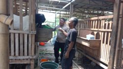 Pengecekan Peternakan Kambing di Desa Banjarsari, Wujud Dukungan Polsek Cerme terhadap Program Ketahanan Pangan