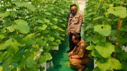 Polsek Manyar Laksanakan Pengecekan Budidaya Melon Dukung Program Ketahanan Pangan Nasional