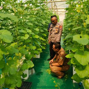 Polsek Manyar Laksanakan Pengecekan Budidaya Melon Dukung Program Ketahanan Pangan Nasional
