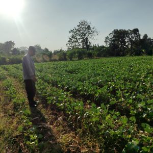 Polsek Bungah Cek Tanaman Kacang Hijau, Dukung Ketahanan Pangan Nasional