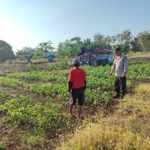 Sinergi Bersama Petani, Polsek Bungah Pantau Perkembangan Kacang Hijau
