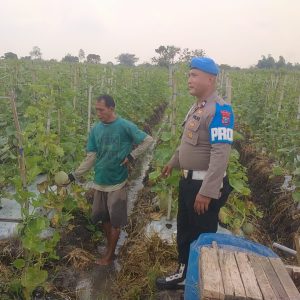 Budidaya Melon di Balongpanggang Dapat Pendampingan Polri demi Swasembada Pangan