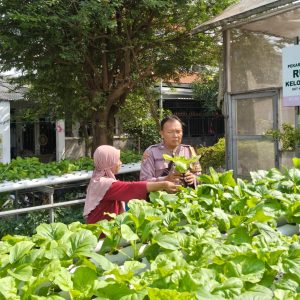 Bhabinkamtibmas Babat Jerawat Dampingi Poktan Barokah Kembangkan Hidroponik untuk Dukung Ketahanan Pangan